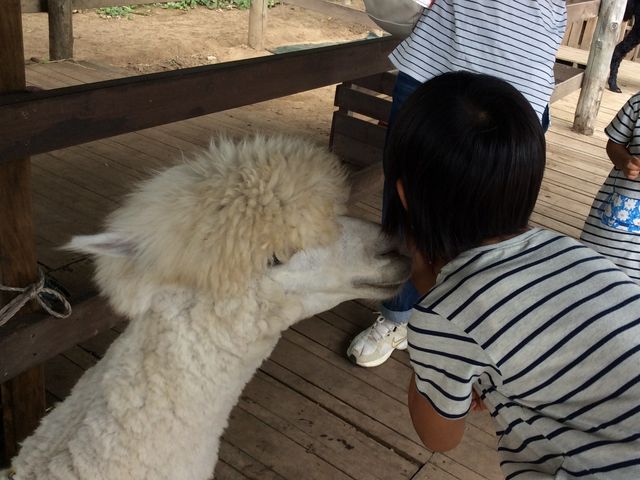 アルパカがチュ_八ヶ岳アルパカ牧場