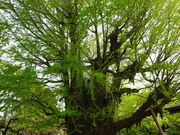 ponちゃんさんの千葉寺の大イチョウの投稿写真1