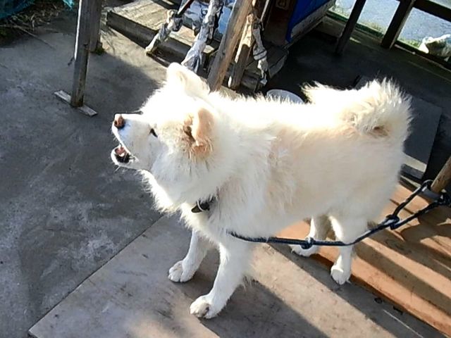 H_きくや商店