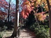 ぐうたらタラちゃんさんの城山(三田氏館跡)の投稿写真1