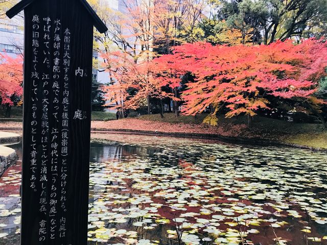 【内庭〜小石川後楽園】_内庭(小石川後楽園)