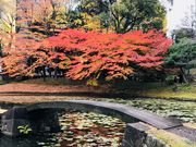めのうさんの内庭(小石川後楽園)の投稿写真3
