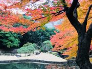 めのうさんの内庭(小石川後楽園)の投稿写真4