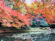 めのうさんの内庭(小石川後楽園)の投稿写真6