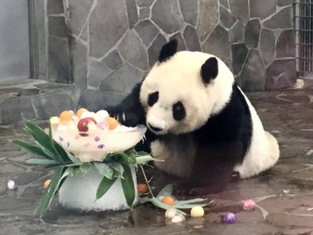 パンダ_神戸市立王子動物園