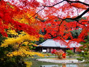しどーさんの浄瑠璃寺の投稿写真1
