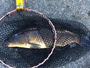 ゆばママさんの市ヶ谷フィッシュセンターの投稿写真1