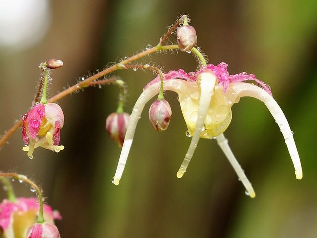 山野草 イカリソウ_かんてんぱぱガーデンさつき亭・ひまわり亭・茶房 桂小場