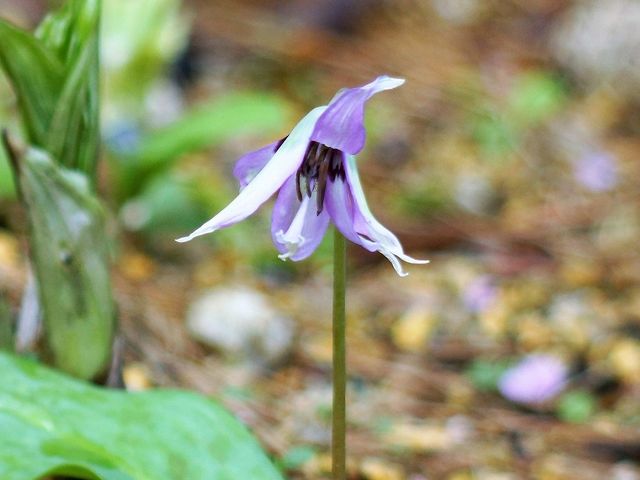 山野草園B_かんてんぱぱガーデンさつき亭・ひまわり亭・茶房 桂小場