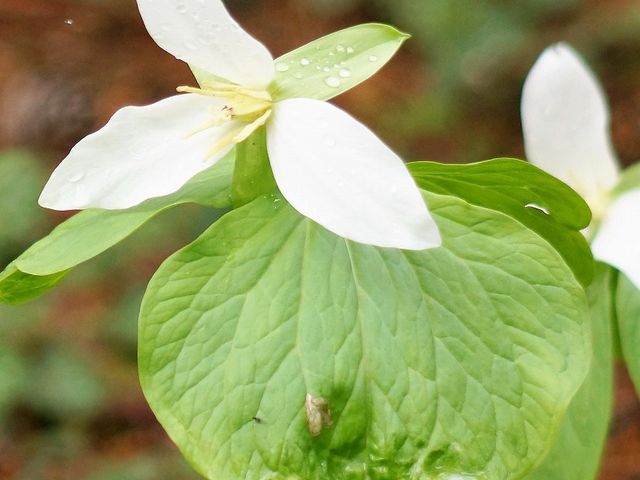 山野草園C_かんてんぱぱガーデンさつき亭・ひまわり亭・茶房 桂小場