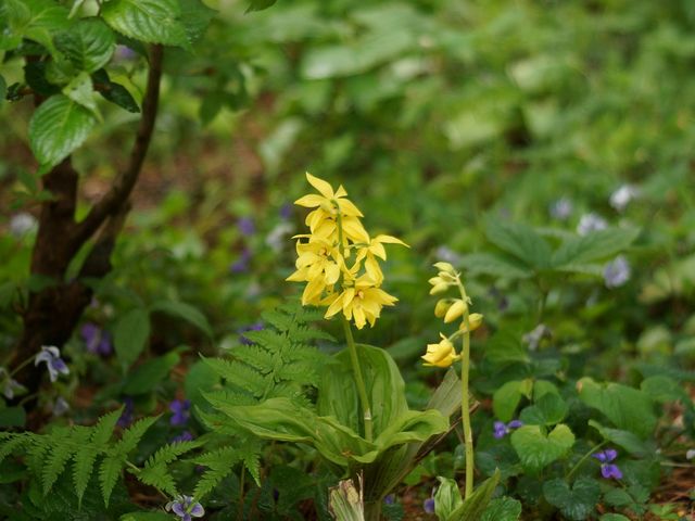 山野草園D_かんてんぱぱガーデンさつき亭・ひまわり亭・茶房 桂小場
