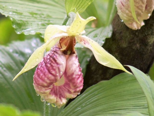 山野草園E_かんてんぱぱガーデンさつき亭・ひまわり亭・茶房 桂小場