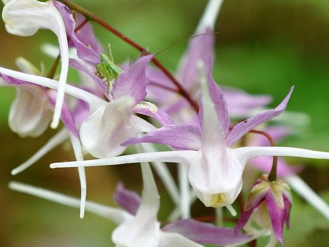 山野草 イカリソウ_かんてんぱぱガーデンさつき亭・ひまわり亭・茶房 桂小場