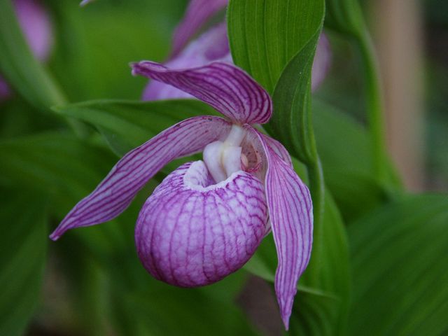 山野草園の敦盛草2_かんてんぱぱガーデンさつき亭・ひまわり亭・茶房 桂小場