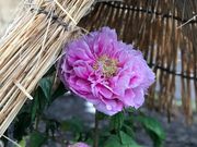 めのうさんの上野東照宮ぼたん苑の投稿写真6