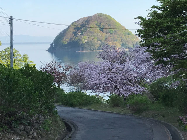 桜と湯ノ島_浅虫温泉