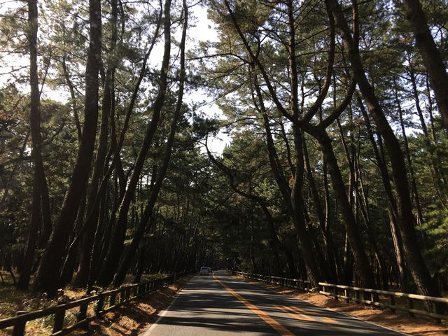 虹の松原_唐津街道