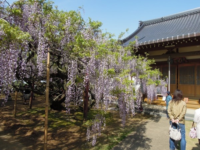 黄金週間が見ごろ_住雲寺