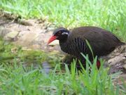 レナさんのヤンバルクイナ生態展示学習施設の投稿写真1