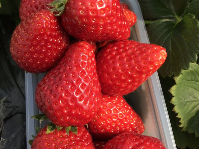 ふさのかは千葉県産品種。酸味と甘みのバランスが良く、収穫量が少ないので、市場に出回らない。_かわつら苺園