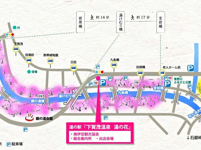 下賀茂温泉の河津桜_道の駅 下賀茂温泉 湯の花