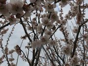 てつきちさんのせせらぎ親水公園群の投稿写真3