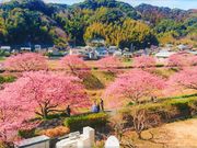 らいとにんぐさんの道の駅 下賀茂温泉 湯の花の投稿写真7