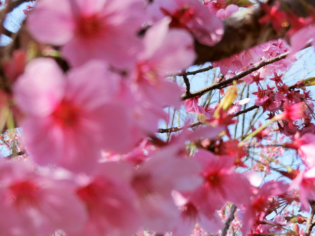 熊野若王子神社