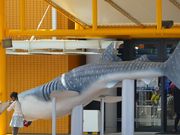 マックさんの天保山公園の投稿写真19