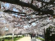 panchanさんの万代池公園の投稿写真1