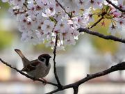 panchanさんの万代池公園の投稿写真6