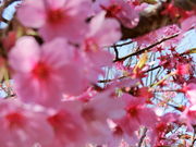 やんまあさんの熊野若王子神社の投稿写真1