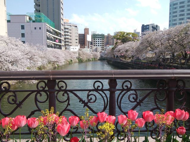 天神中央公園の桜_天神中央公園