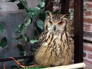 メロンパンさんの有田柳窯の投稿写真1