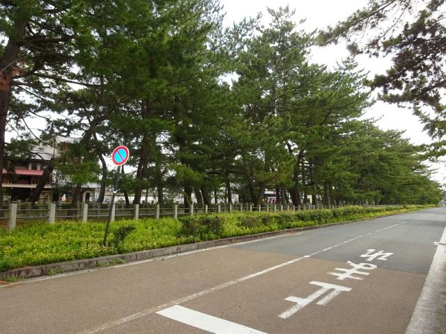 店頭の並木道_松本屋
