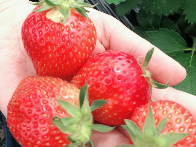 今まで食べたイチゴの中で一番甘かった!!_けや木いちご園