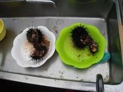 u-minさんのうに採り体験の投稿写真1