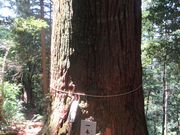 鶴亀松竹梅扇さんの智満寺の十本杉の投稿写真3