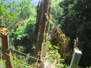 鶴亀松竹梅扇さんの智満寺の十本杉の投稿写真4