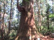 鶴亀松竹梅扇さんの智満寺の十本杉の投稿写真5