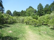 鶴亀松竹梅扇さんのどうだん原のどうだんつつじの紅葉の投稿写真3