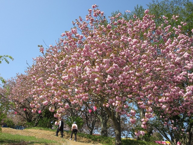 八重桜_静峰ふるさと公園の八重桜