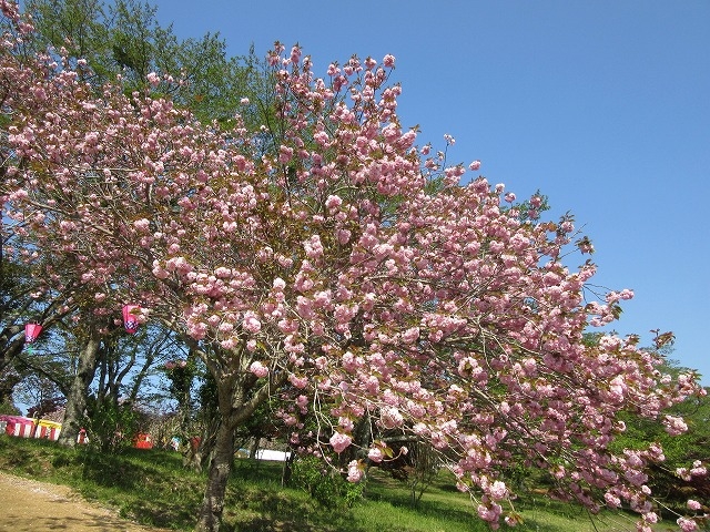 関山という品種_静峰ふるさと公園の八重桜