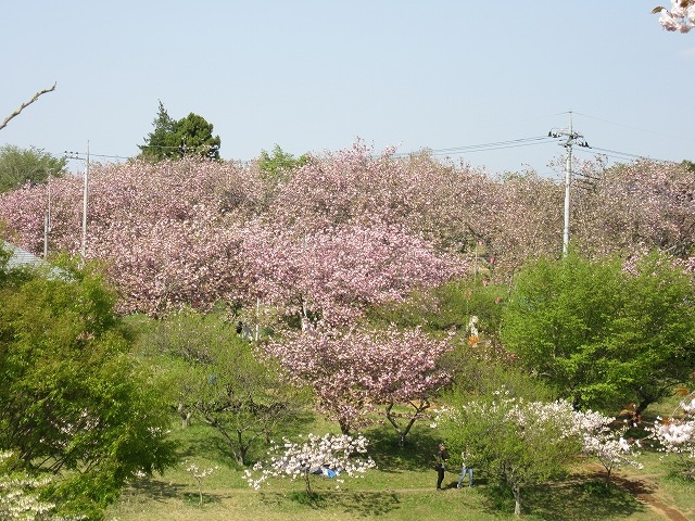 丘陵地にあります_静峰ふるさと公園の八重桜