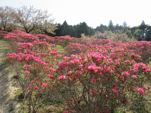 ツツジも咲く_静峰ふるさと公園の八重桜