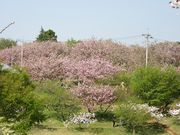 じゅうぞうさんの静峰ふるさと公園の八重桜の投稿写真3