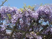 じゅうぞうさんの静峰ふるさと公園の八重桜の投稿写真5