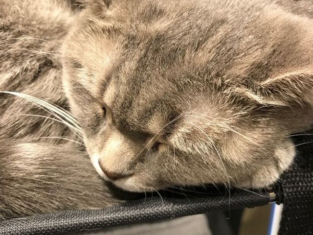 猫カフェで_WACCA池袋