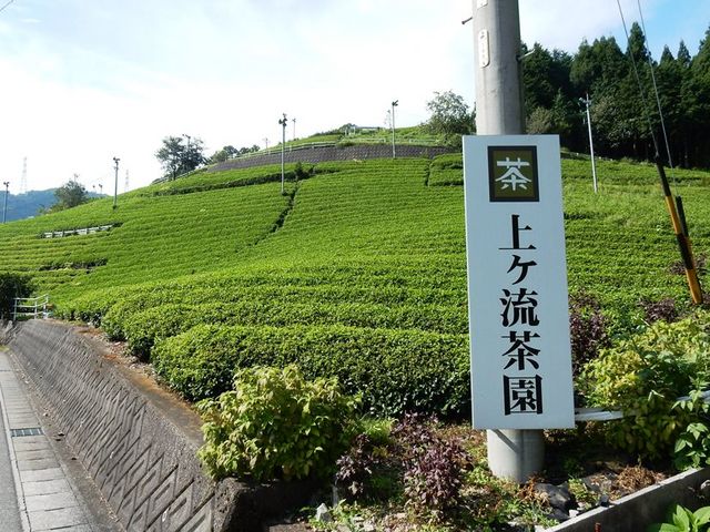 上ヶ流茶園_春日上ヶ流 天空の遊歩道