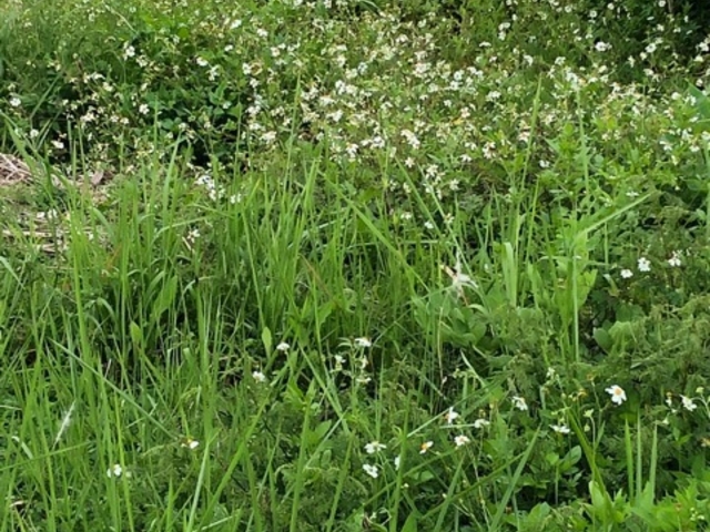 草木_うなり崎公園